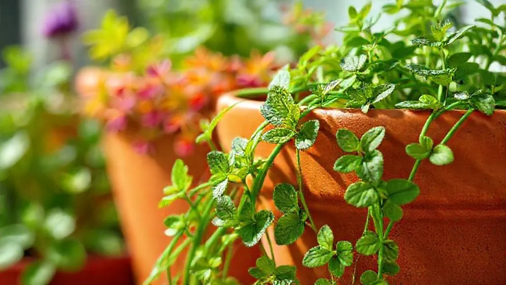 5 Táticas Eficazes: Como Conter a Hortelã Agressiva e Salvar Suas Plantas?