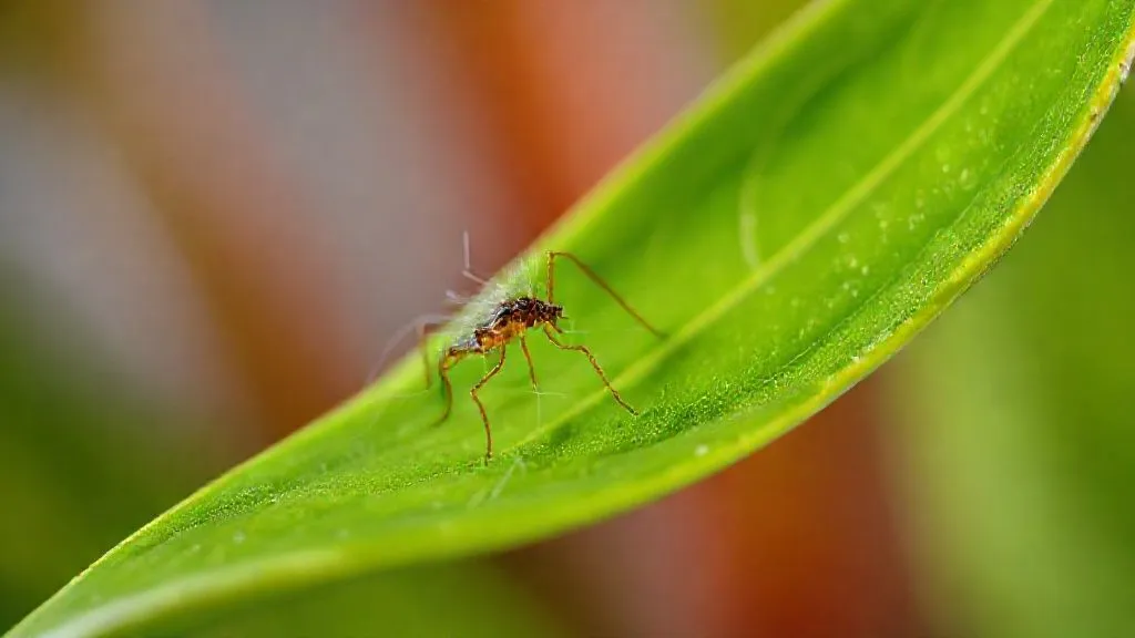 5 Estratégias Essenciais para Eliminar Ácaros-Aranha Persistentes em Plantas de Interior?