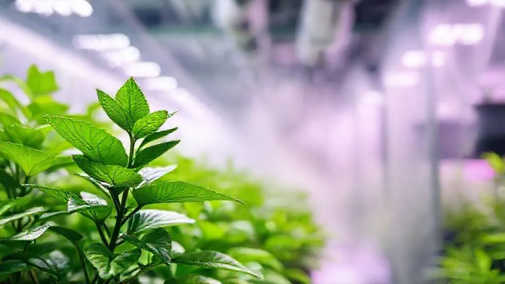 7 Passos para Estabilizar Umidade no Cultivo Indoor e Salvar Sua Produtividade