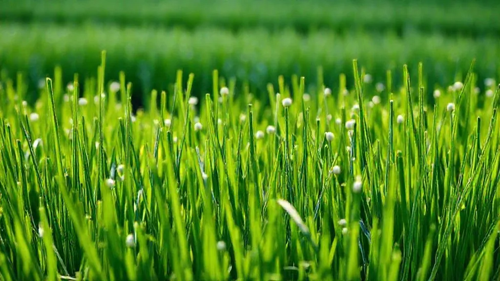 Cebolinha Amarelada em Cultivos Grandes? 7 Estratégias para Evitar Perdas!