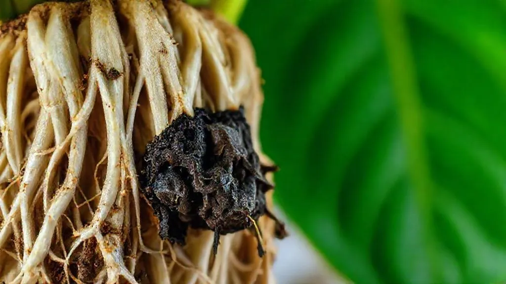 7 Passos Essenciais para Salvar Seu Filodendro: Adeus Apodrecimento de Raiz em Plantas de Sombra?