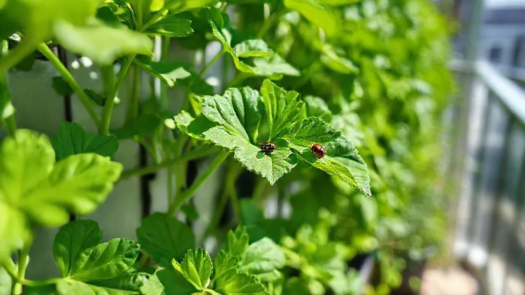 5 Estratégias Orgânicas: Evite Pragas em Sua Horta Vertical Sem Químicos Nocivos