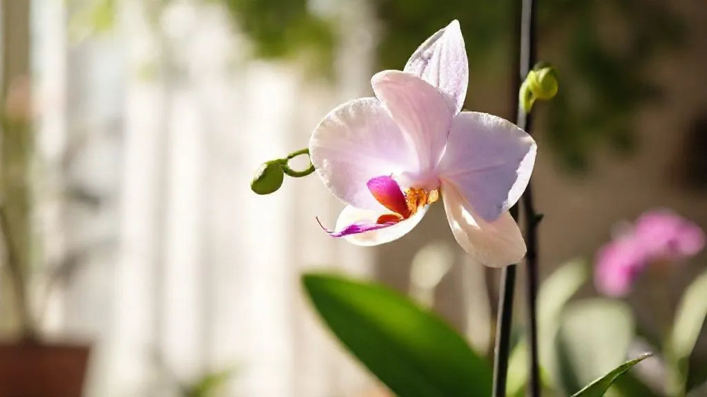 Orquídeas Paradas? 7 Estratégias Essenciais para Induzir a Floração Após 1 Ano