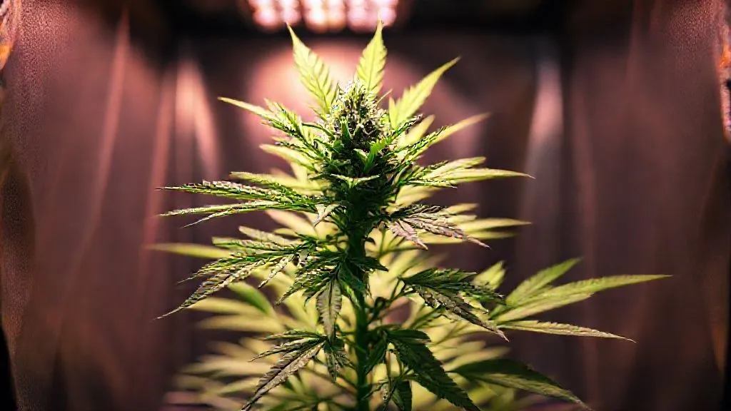 5 Passos Essenciais: Maximizando a Colheita em Growboxes Compactos com Iluminação Otimizada