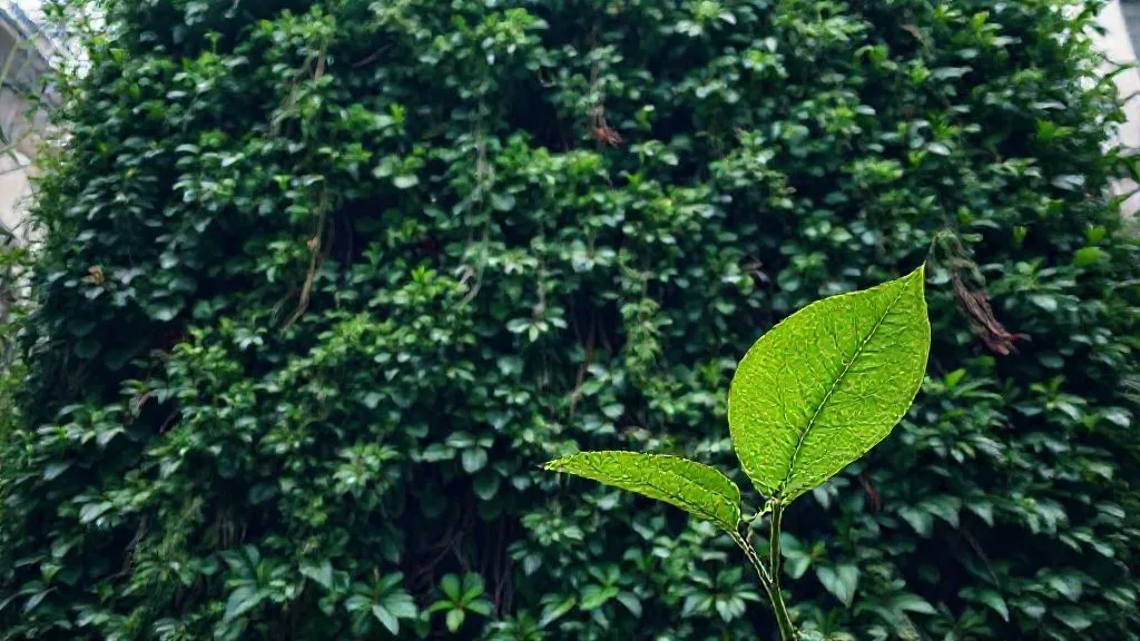 7 Estratégias Essenciais para Eliminar Fungos em Jardins Verticais Urbanos