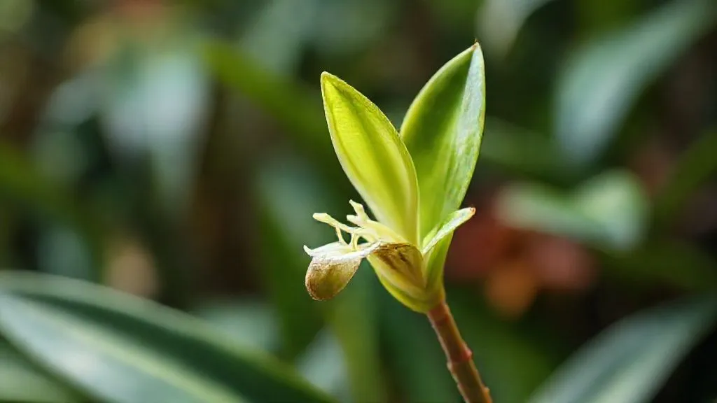 Flores Tropicais Raras em Choque Pós-Transplante? Reverter Agora! Guia.