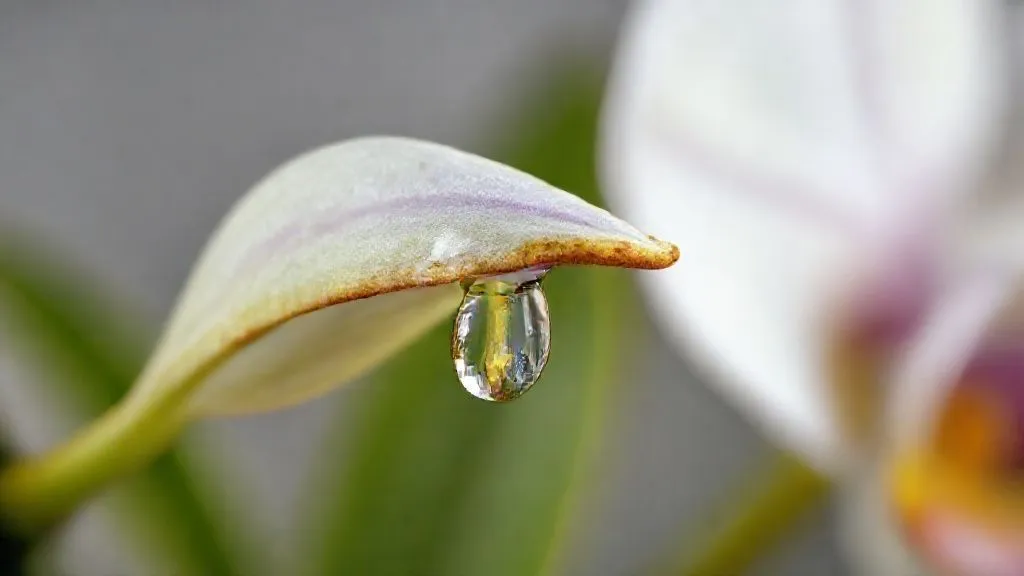 Orquídeas Queimadas por Excesso de Fertilizante: 7 Passos para a Recuperação Total