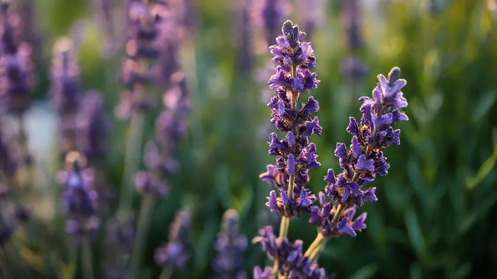 Lavanda Sem Flores? 5 Chaves Essenciais Para Otimizar a Floração Anual!