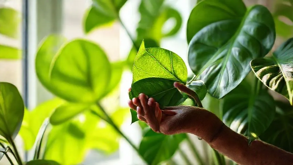 5 Soluções Essenciais para Folhas Secas de Plantas Tropicais Indoor