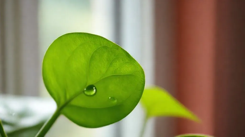 Desvende 6 Causas e Reverte Folhas Amareladas em Plantas Ornamentais Indoor